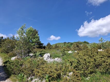 Foto von nordbergschnecke entlang der Tour