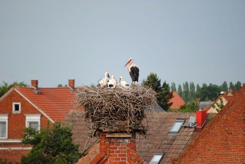 Storchenfamilie
