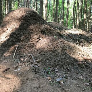 Ameinenhügel - Ameisenpfad Allensbach