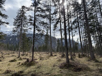 Fotografija s spletne strani Moonlight13 na poti