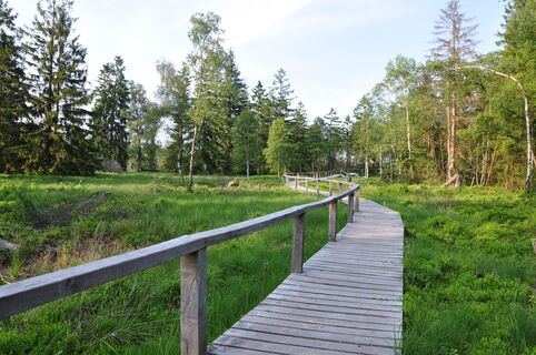 Das Hochmoor Mecklenbruch in Silberborn