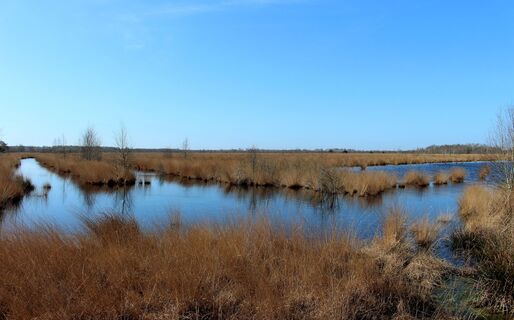 Wesuweer Moor