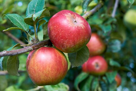 Äpfel