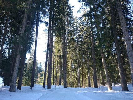 Wald