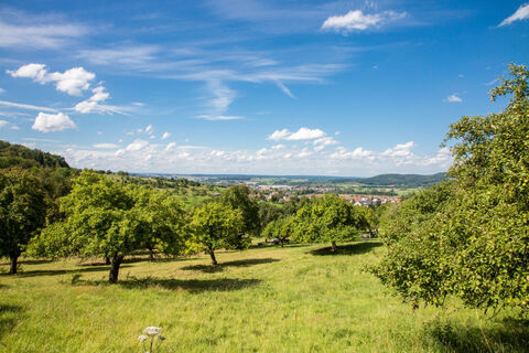 Wiese bei Hechingen Boll