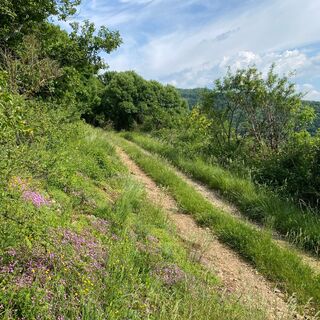 Wanderweg: Der Berg von Saint-Benoit_Groslée-Saint-Benoit
