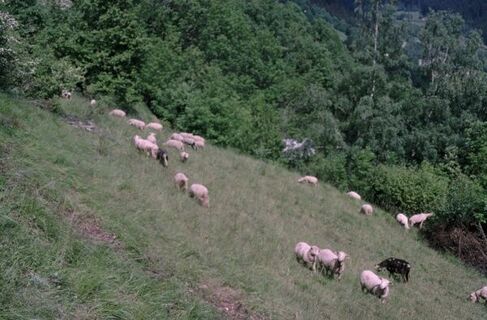 Weidende Schafe bei Carneglias