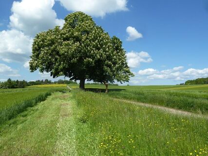 Der Wegverlauf bei Calw-Stammheim führt durch offene Wiesenlandschaften