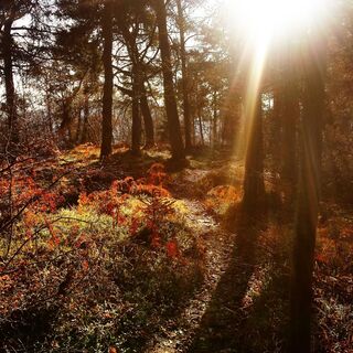 Im Wald am Monte Calino