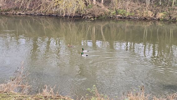 Zdjęcie z Edit Szoboszlay wzdłuż trasy