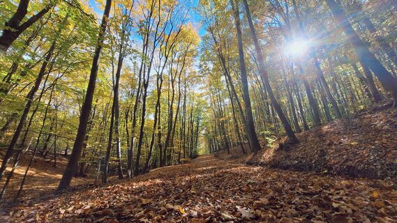 Fotografia z Regina Fleischmann na trase