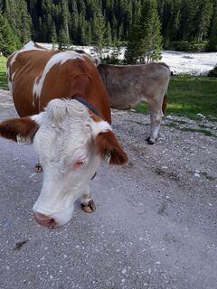 Hochfeldern Alm