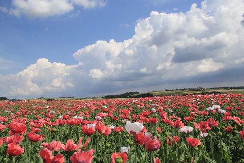 Blick Richtung Pleßberg mit Mohnblüte