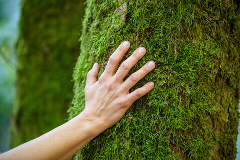 Wald spüren