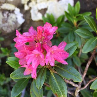 Alpenrose