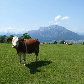 Der aussichtsreiche Weg zur Erentrudisalm.