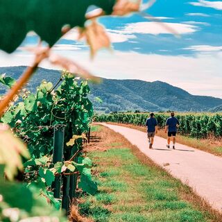 Weinbergswanderung