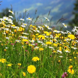 Blumen am Wegesrand