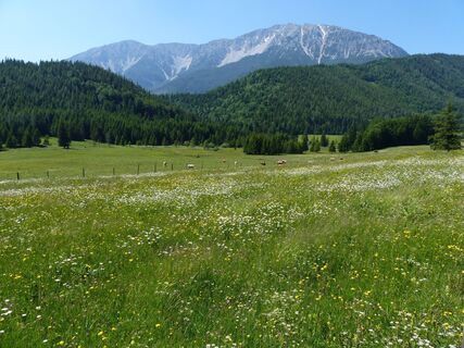 Mamauwiese