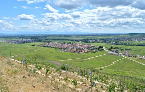 Weinbergwanderung Kaysersberg Kientzheim