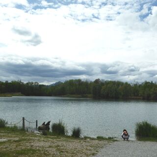 Das Steilufer am renaturierten Schotterteich wurde naturgerecht eingeebnet.