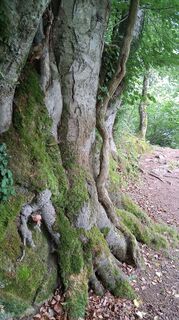 Fotografija s spletne strani Enkidu55 na poti