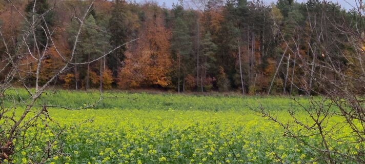 Fotografija s spletne strani Gie van den eeckhaut na poti