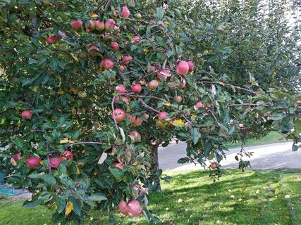 Streuobstwiesen in der Oststeiermark