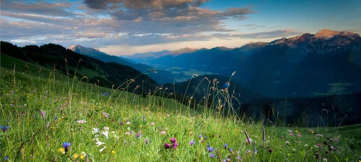 Blumenwiese Mussen mit Blick ins Gailtal
