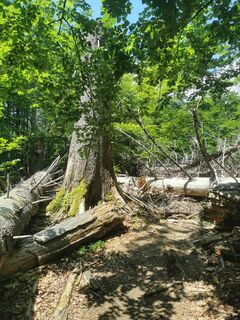 Photo de Waldläufer le long du parcours