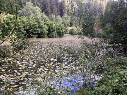 Einer der Frauensteiner Teiche
