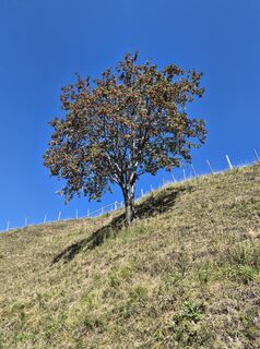 Foto von aliceortler entlang der Tour