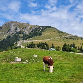 Schafbergalpe - Weg Richtung Schafbergspitze