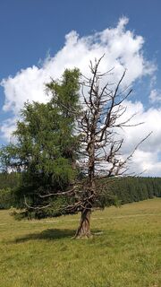Foto von Bergpirat entlang der Tour