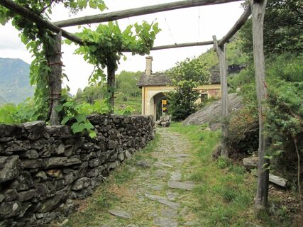 Maggia