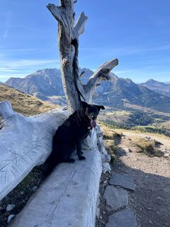 Fotografia z Guglielmo Battocletti na trase