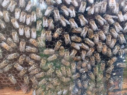 Bienenkasten.jpg