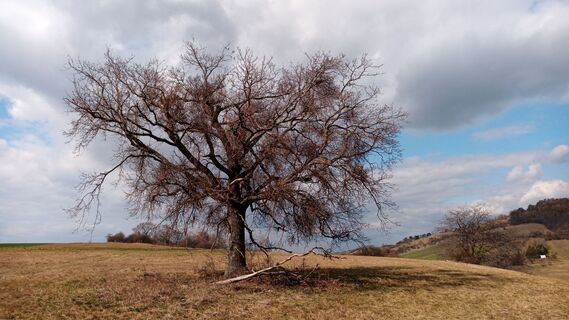Fotografija s spletne strani Bergpirat na poti