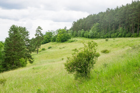 Naturschutzgebiet Egenhäuser Kapf