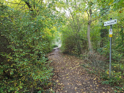 Limes im Mögglinger Grubenholz