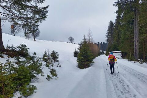 Der Aufstieg erfolgt teilweise über Forststraßen