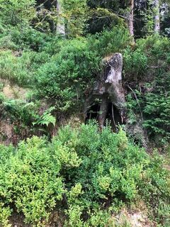Heidelbeerfelder entlang des Weges