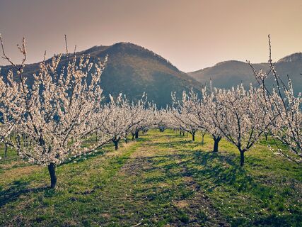 Marillenblüte in der Wachau