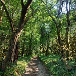 Mountainbike-Strecke 5: Lac d'Armaille