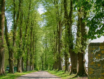 Allee zu Gut Düringen