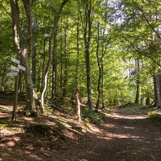 Waldweg