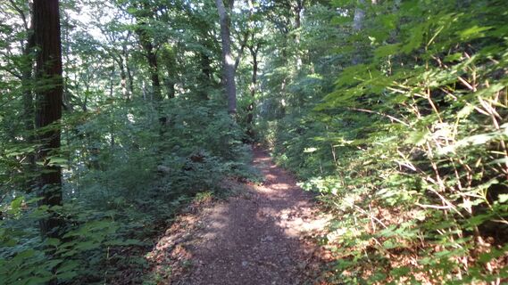 Single Hinerbrühl