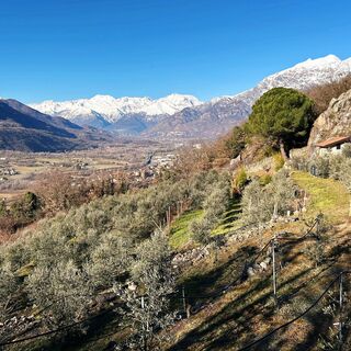 Olivenhain bei Borgone und Blick auf das Susa-Tal