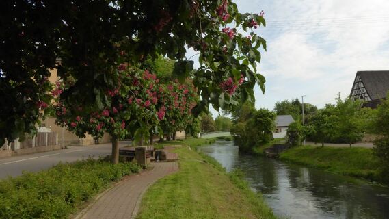 Elsenz in Zuzenhausen