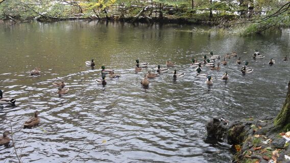 Die Enten